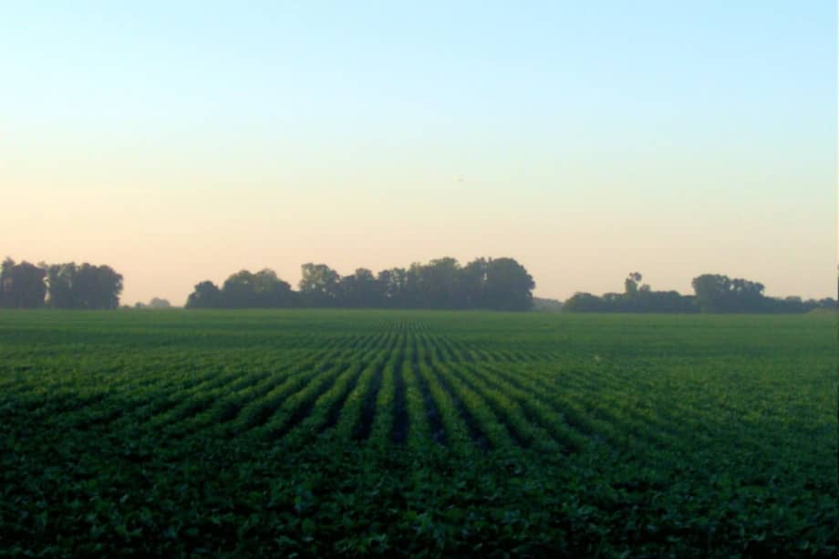 Producción de soya en las selvas amazónicas de Brasil. / Wikimedia Commons