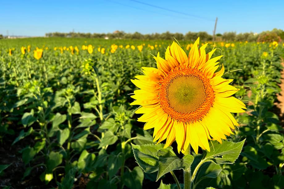 Campo de girasoles