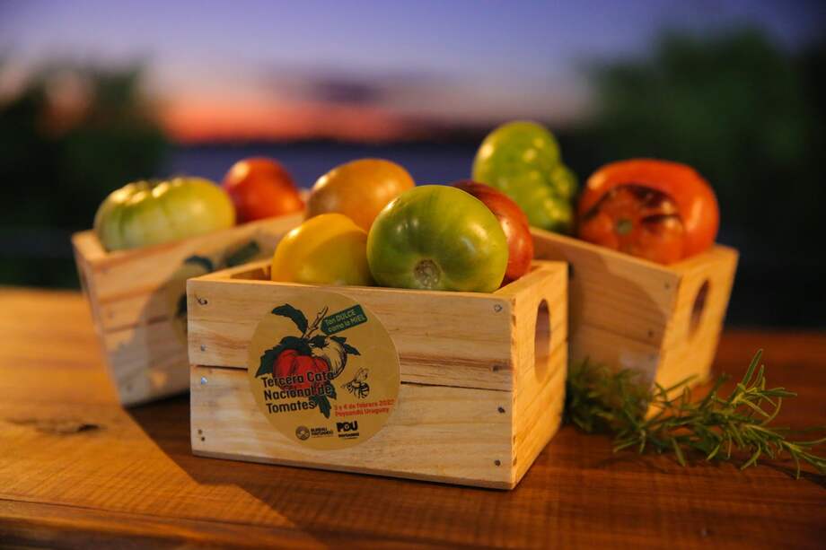 Fotografía que muestra cajones con tomates antiguos exhibidos en el marco de la Tercera Cata Nacional de Tomates de Uruguay, el 3 de febrero de 2023 en la Rural de Paysandú (Uruguay).