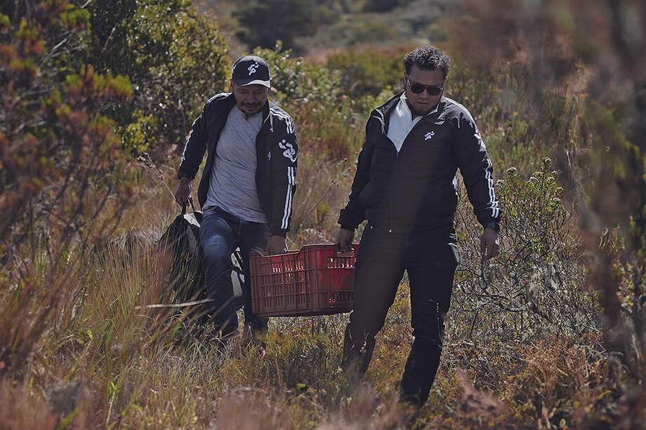 Según el Ministerio de Ambiente, los frailejones son considerados clave para el sostenimiento del ecosistema de páramo.