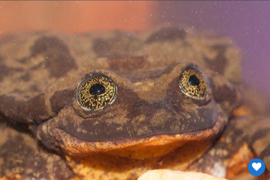 Romeo podría ser el único ejemplar de su especie.
/ Tomado de Match.com