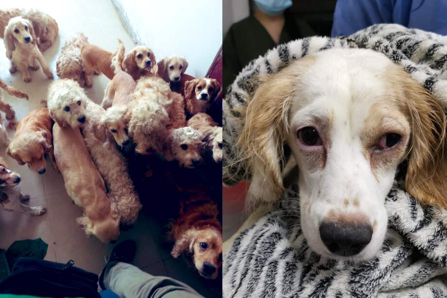 Un veterinario del IDPYBA hizo una evaluación inicial de los perros, concluyendo que el estado de salud de los animales era desfavorable.