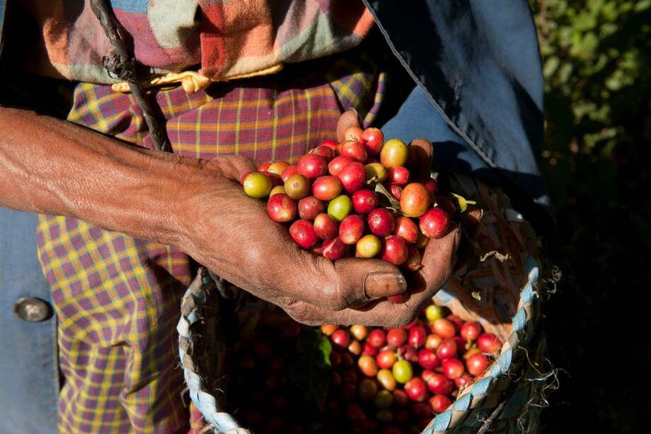El consumo interno de café en el año cafetero (octubre - septiembre) fue de 2 millones de sacos. - Imagen de referencia