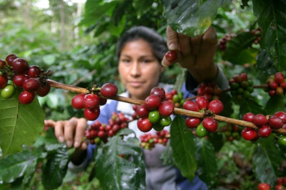 Varios cultivo de café son hoy un buen ejemplo de negocios verdes. / EFE
