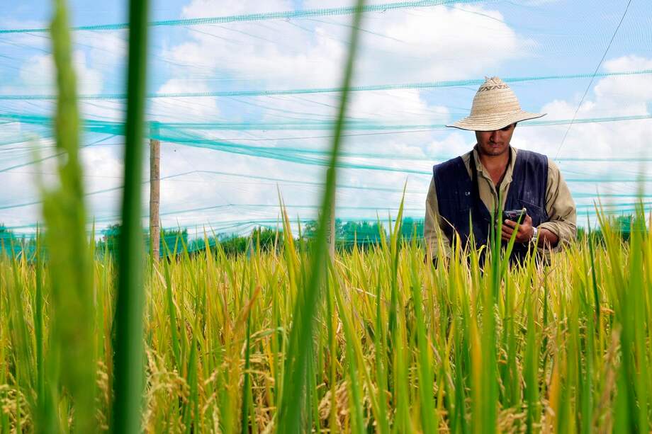Para desarrollar la herramienta, los científicos se aliaron con agremiaciones de agricultores como Fedearroz, Fedecafé y Fenalce, para colectar datos. / CIAT