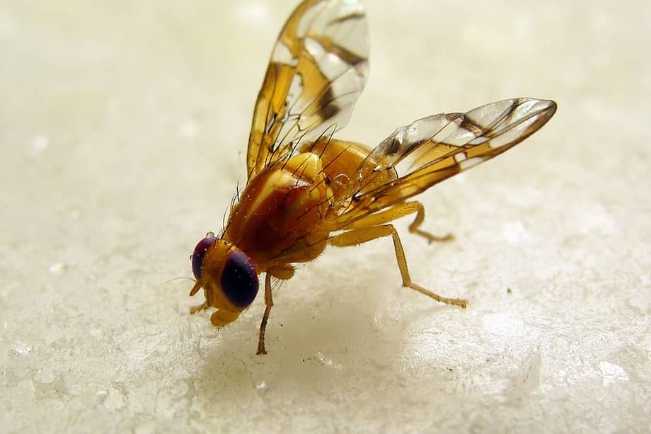 Imagen de la mosca del Mediterráneo, que puede causar estragos en cosechas.