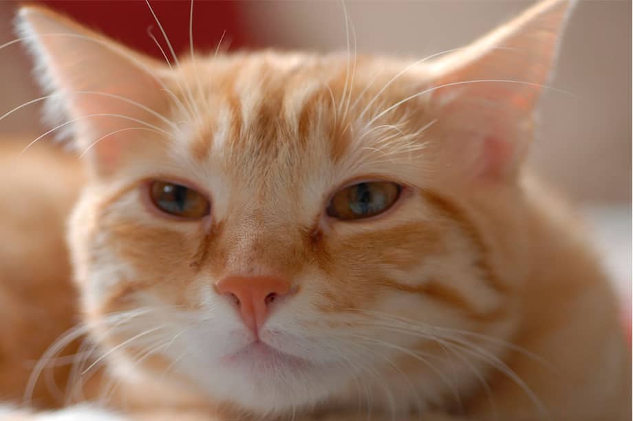 El taller busca enseñar técnicas de fotografía que ayuden a resaltar la personalidad y el atractivo de perros y gatos en adopción.