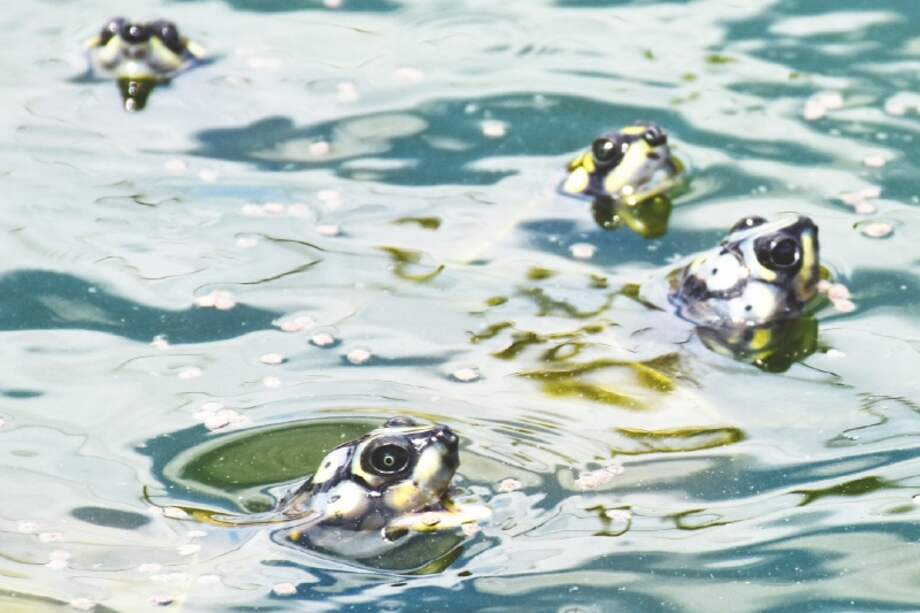 Durante el verano, en el Parque Wisirare, municipio de Orocué, los visitantes pueden liberar tortugas Charapa. / Víctor Holguín