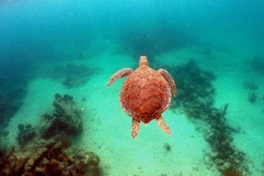Una tortuga nada en el Arrecife Mesoamericano. / EFE/Caty Arévalo