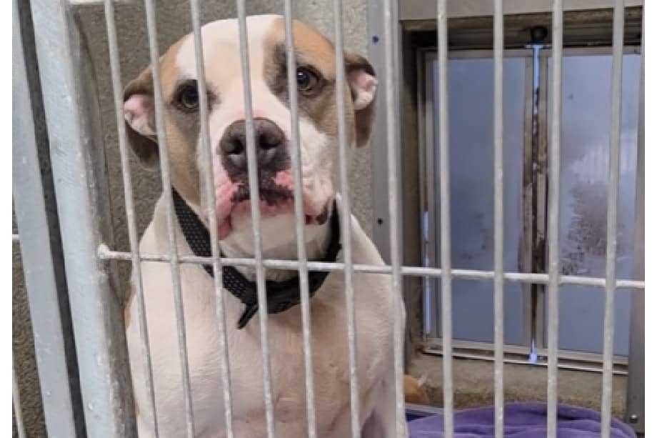 Junto a él también fue adoptado Thor, un mestizo de pitbull y husky de tres años que llevaba 280 días en el refugio.