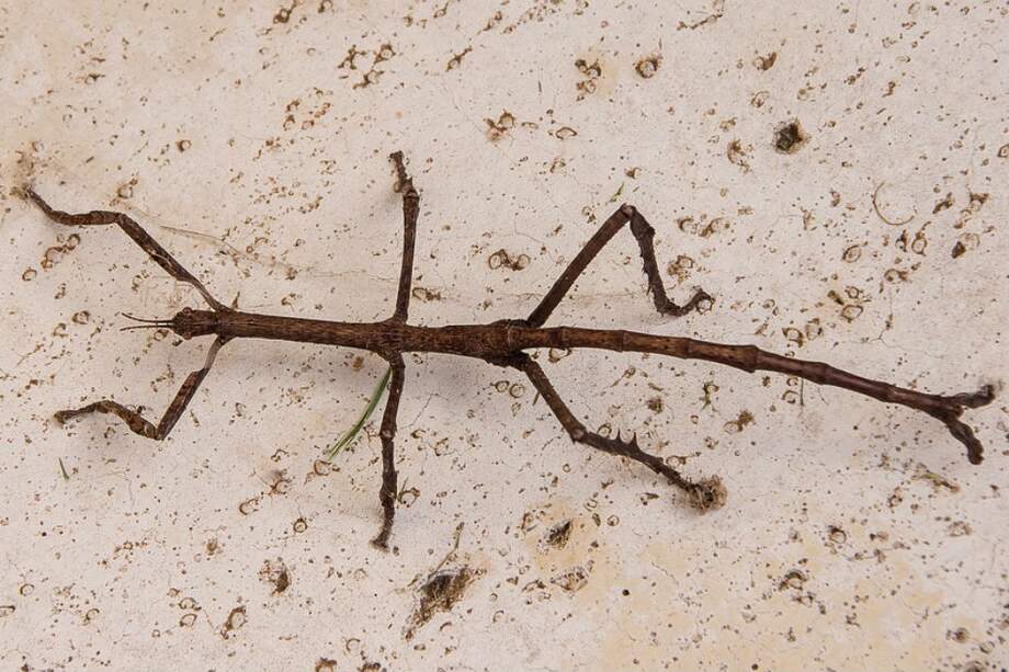 Insecto palo. /Tomada de Pixabay-Referencia