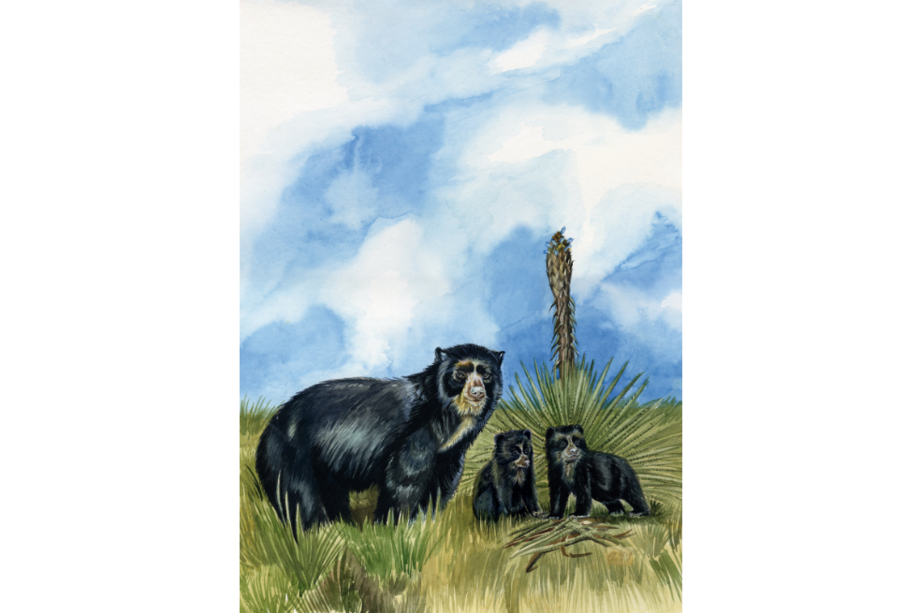 Ilustración del libro "El espíritu del páramo", de Celso Román. / Cortesía