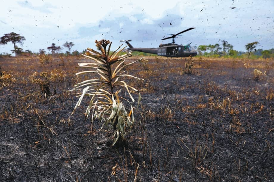 Imagen de uno de los operativos que han hecho parte de la Operación Artemisa. / EFE