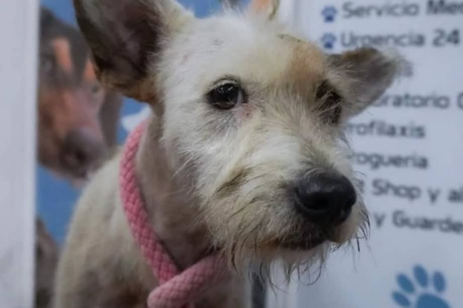 Uno de los rescates que ha llevado a cabo Click4Pet es el de Chanel, una perrita encontrada en situación de calle en Cartagena.