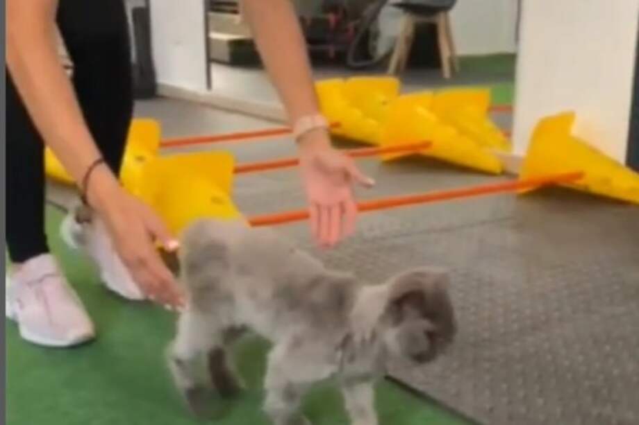 La gata no podía moverse en absoluto, por lo que decidieron comenzar con ella una rehabilitación intensiva.