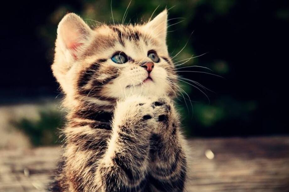 Consejos para la sana nutrición de tu mascota