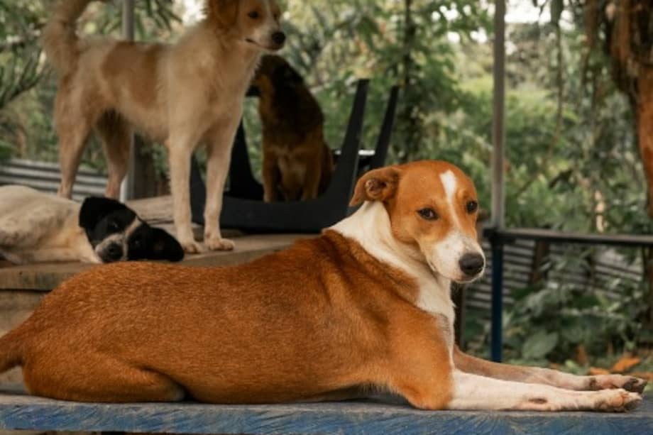 Las fallas en la detección del maltrato animal bajo la Ley 2455.