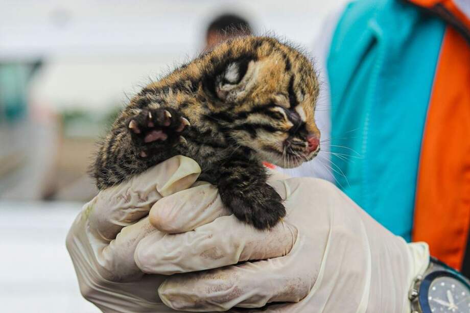 La crianza artificial de animales silvestres surge por diversas razones, muchas de las cuales están estrechamente relacionadas con el impacto humano en la naturaleza.