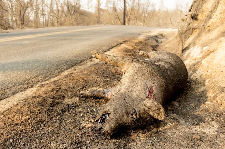 La intensidad de los incendios forestales en California, Oregon, Washington y otros estados del oeste son tan destructivos que la vida silvestre en algunas áreas corre peligro.