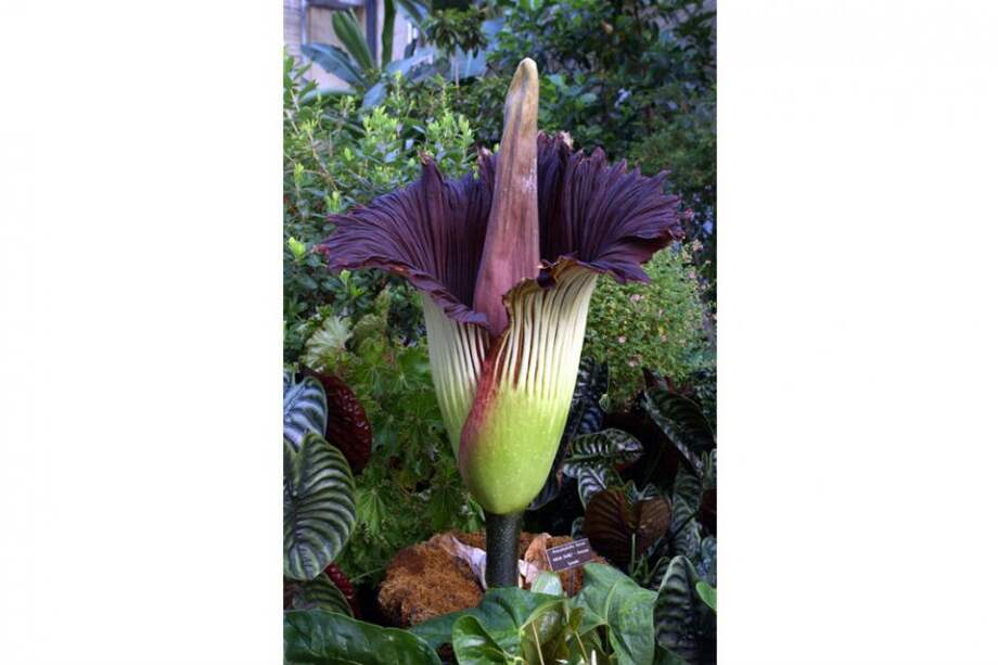 US Botanic Garden / US Botanic Garden