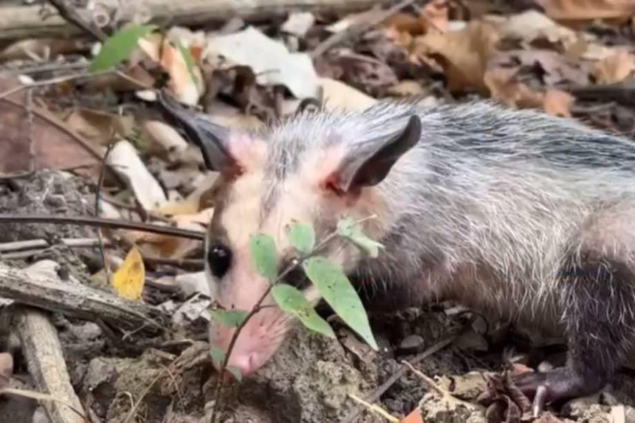 Este es uno de los animales liberados en Cundinamarca.