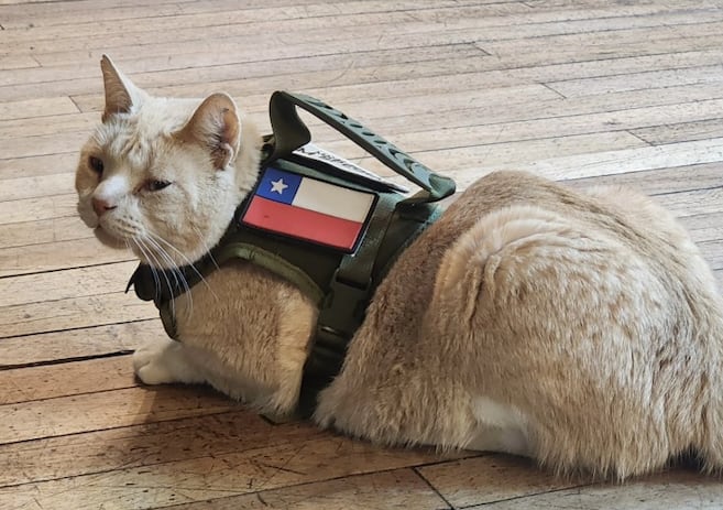 Naruto, el gato callejero que se volvió "policía" y hoy apoya a quienes llegan a denunciar