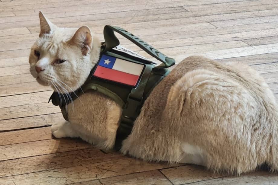 El felino fue rescatado por un carabinero cuando huía de unos perros en las calles de Porvenir, Chile.
