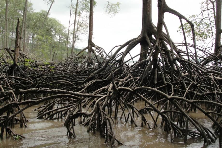 El manglar alberga miles de especies, como cangrejos, camarones, pianguas, almejas, piajuiles, jaibas, pargos, gualajos, jureles, meros y canchimalos. / Gustavo Castellanos - WWF Colombia