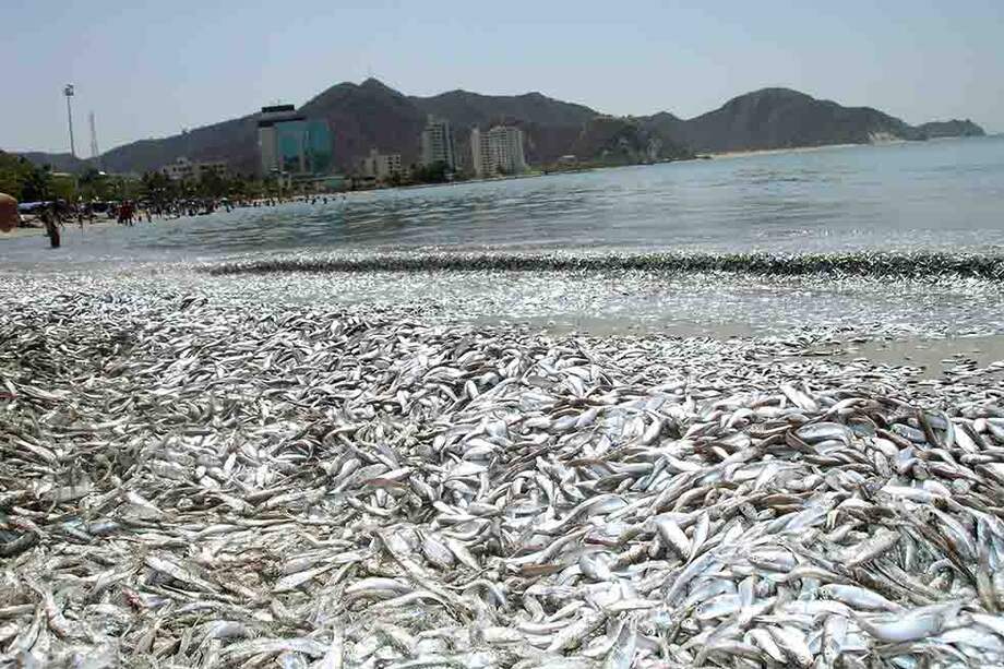 Peces muertos en playas de El Rodadero./ “El Tiempo”