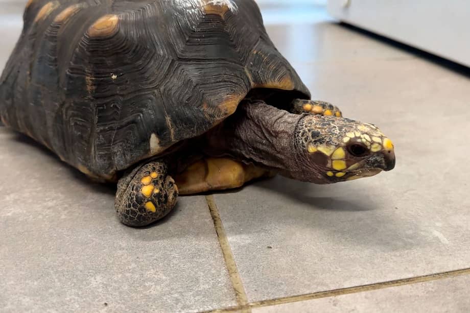 La tortuga morrocoy es frecuentemente víctima del tráfico por su aspecto llamativo y comportamiento dócil.