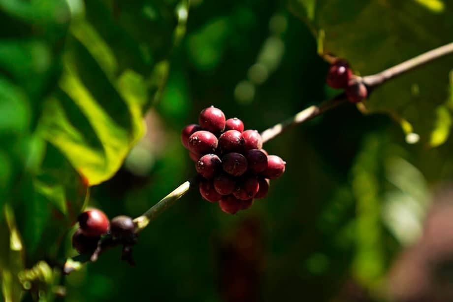 Cultivo de café. Imagen de referencia. / Bloomberg