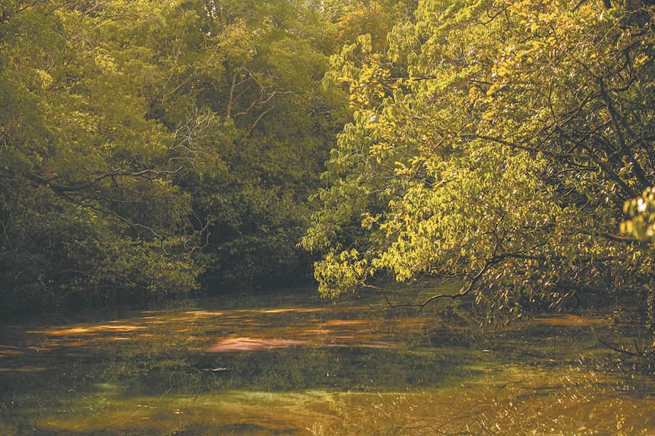 La Orinoquía alberga una gran riqueza de biodiversidad. Es hogar de miles de especies.