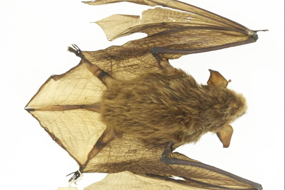 Eptesicus miradorensis, la nueva especie descrita por los investigadores.