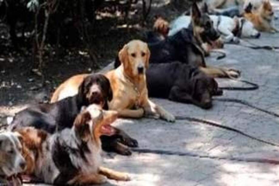 Perros abandonados. / Efe