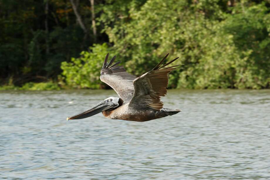 “El pavo, el cuervo, la paloma, entre otras aves, han sido decisivas en la evolución y los cambios de nuestra historia”: Aura Lucía Mera.