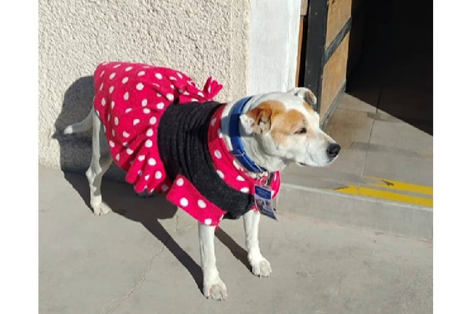 Con su gafete y su carácter tranquilo, Tita se ha convertido en parte del equipo en Quilpué.