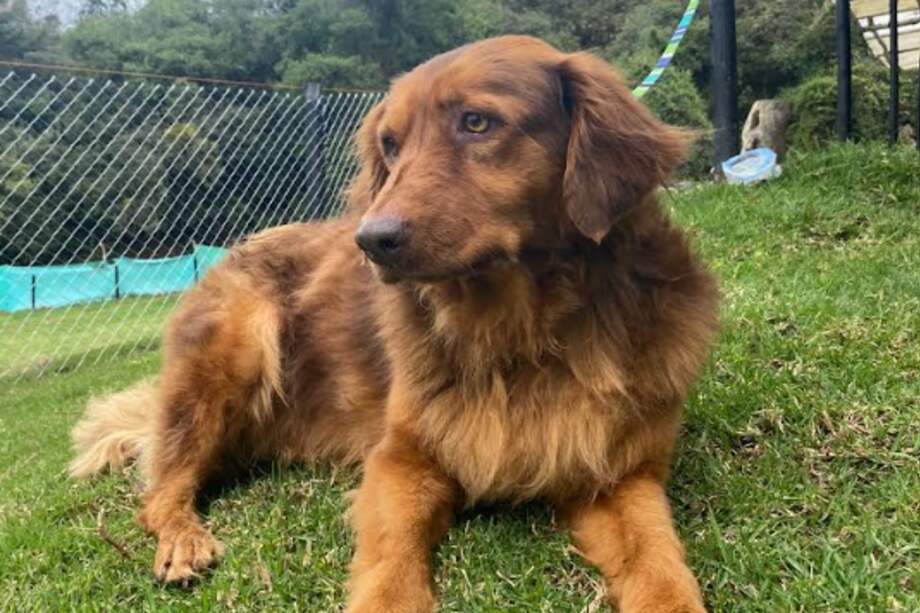 La fundación cuenta con 65 perros que fueron rescatados de las calles o en criaderos clandestinos.