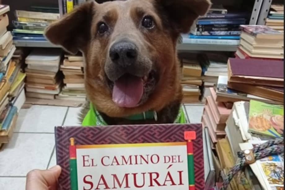 Chilaquil no solo logró recuperarse, sino que también encontró un hogar definitivo junto a una familia que hoy convive con varios perros rescatados.