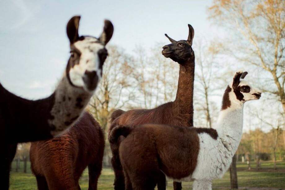 Grupo de llamas y alpacas en una granja de Bélgica gestionada por el Instituto Vlaams de Biotecnología de la Universidad de Gante.
/ Tim Coppens
