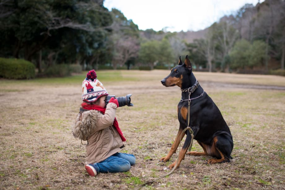 Es un perro que puede crecer en familia, preferiblemente si está desde cachorro, porque puede ser una compañía ideal para los niños.