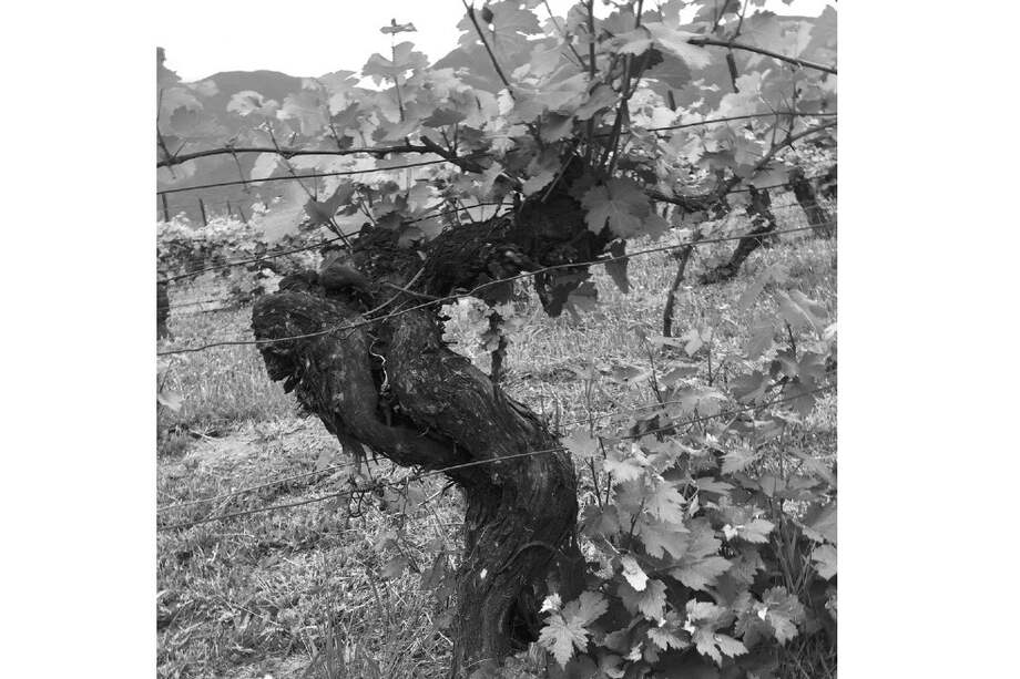 Imagen del viñedo Casa Silva, Colchagua, Chile.