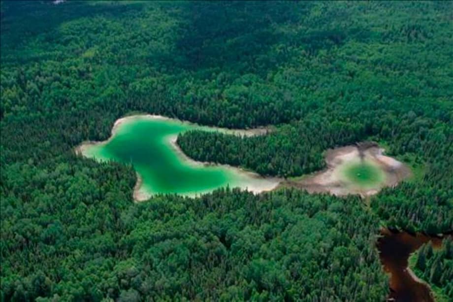 Peligra acuerdo para preservar el bosque boreal en Canadá