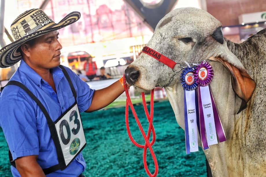 Cerca de 2.500 ejemplares bovinos serán exhibidos durante el desarrollo de Expomalocas y la Feria Nacional Cebú.