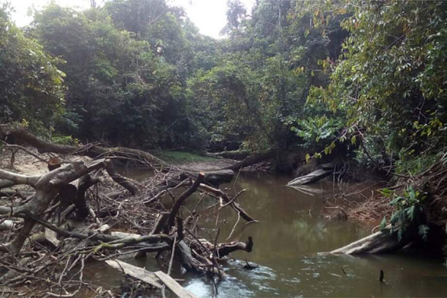 Arroyo amazónico en el kilómetro 11 vía Leticia (Amazonas).