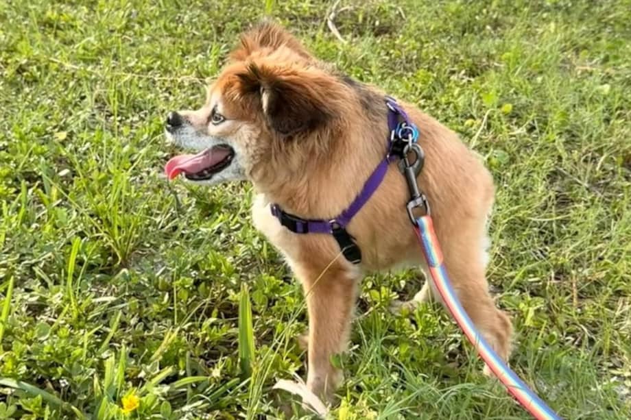 Tilly nació con síndrome de columna corta, una afección poco frecuente en la que las vértebras se encuentran comprimidas.