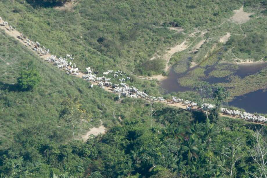 Deforestación de la Amazonía brasileña creció un tercio en el último año