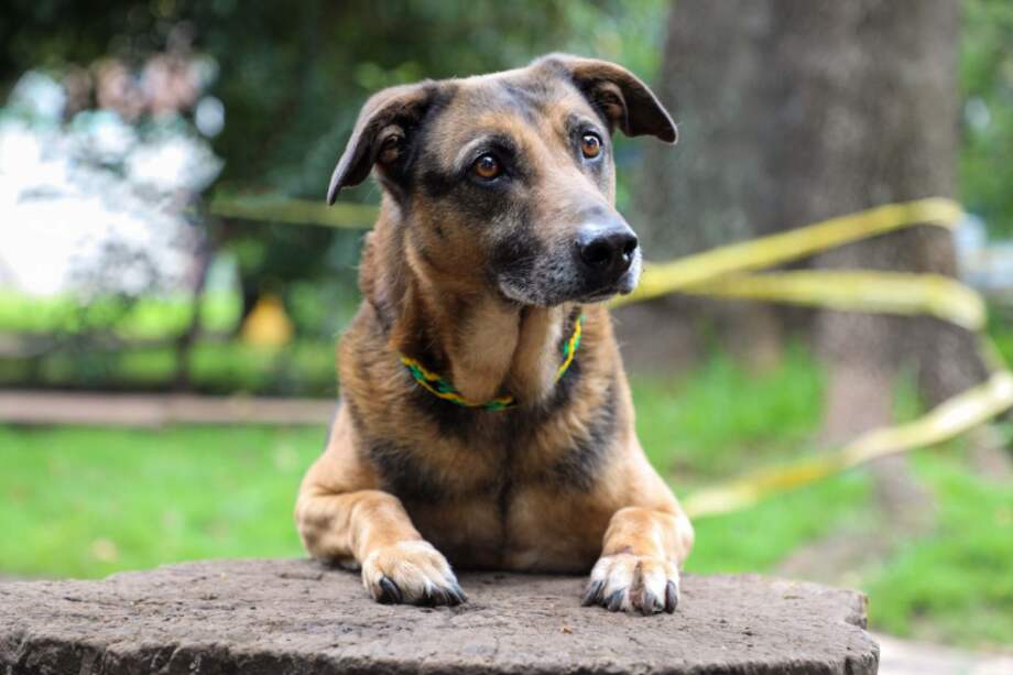 Estos animales buscan un hogar para toda la vida.