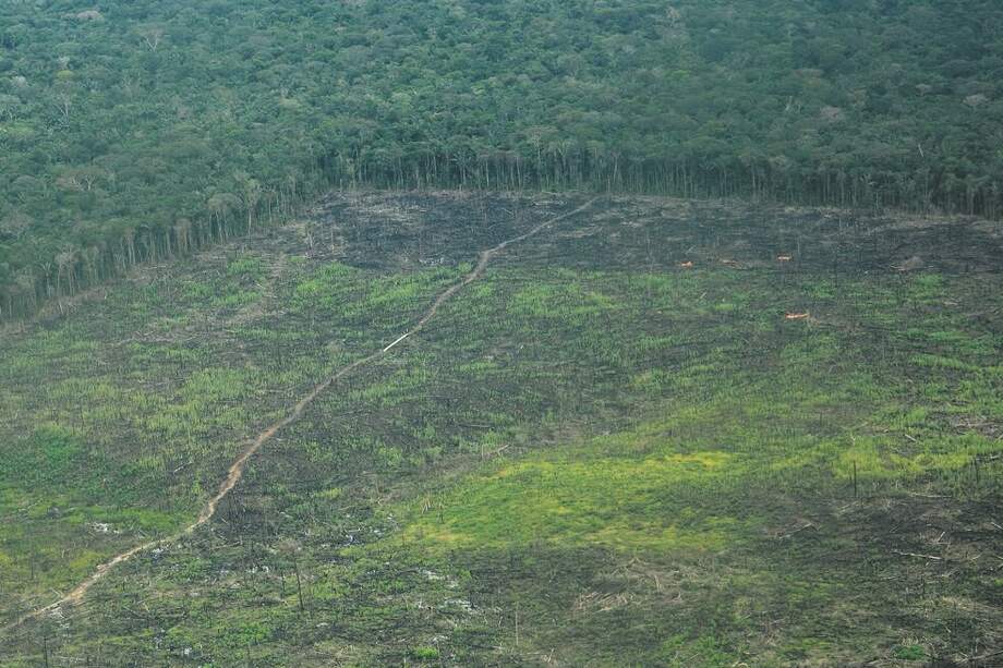 La Amazonía brasileña ha perdido numerosas hectáreas de área boscosa desde inicios de 2019. / Rodrigo Botero FCDS