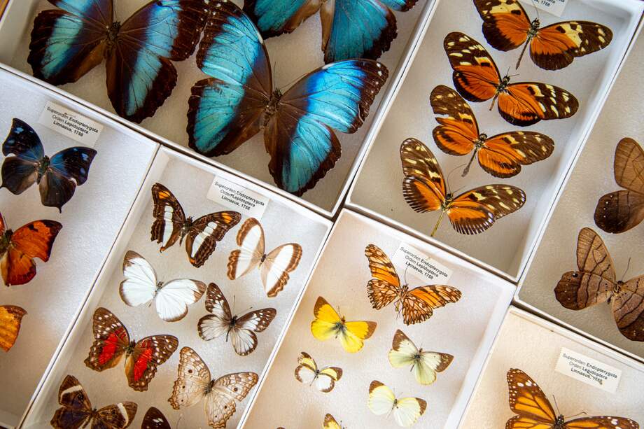 Especímenes de mariposas en las colecciones del Instituto Humboldt.