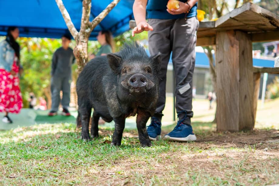 Desde el inicio de la actual administración, la Alcaldía de Medellín ha entregado en adopción 437 animales de otras especies, entre ellos, 283 aves de corral, 61 conejos, 28 hámsteres, 26 minipigs, seis equinos y dos bovinos.